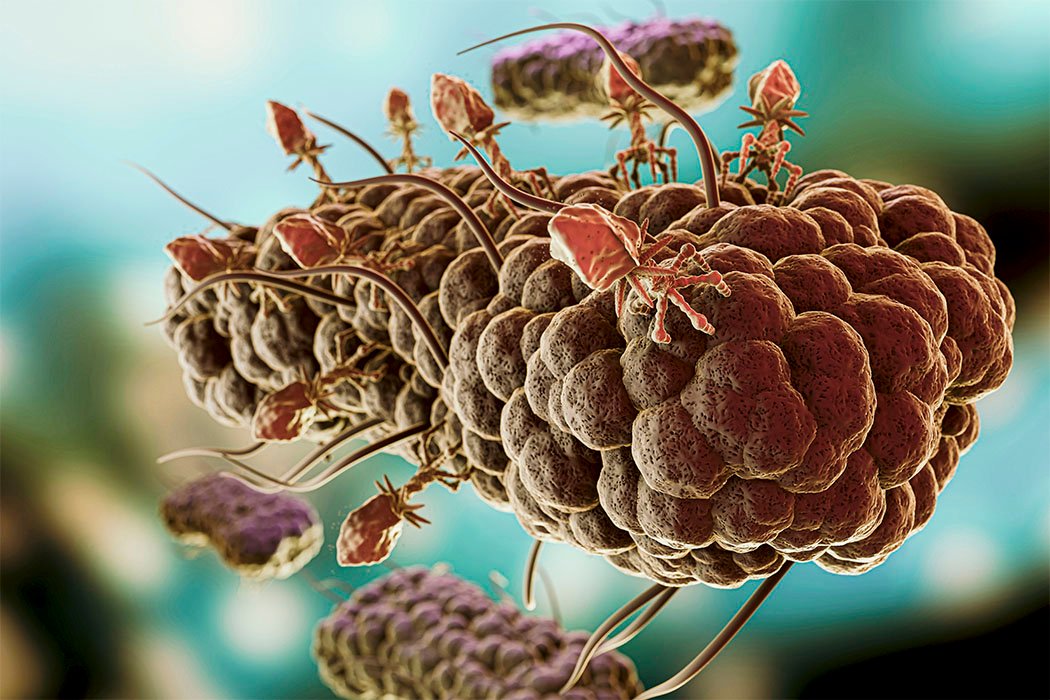 Trichophyton mentagrophytes genotipo VII